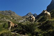 25 Tris di mucche con i Diavoli